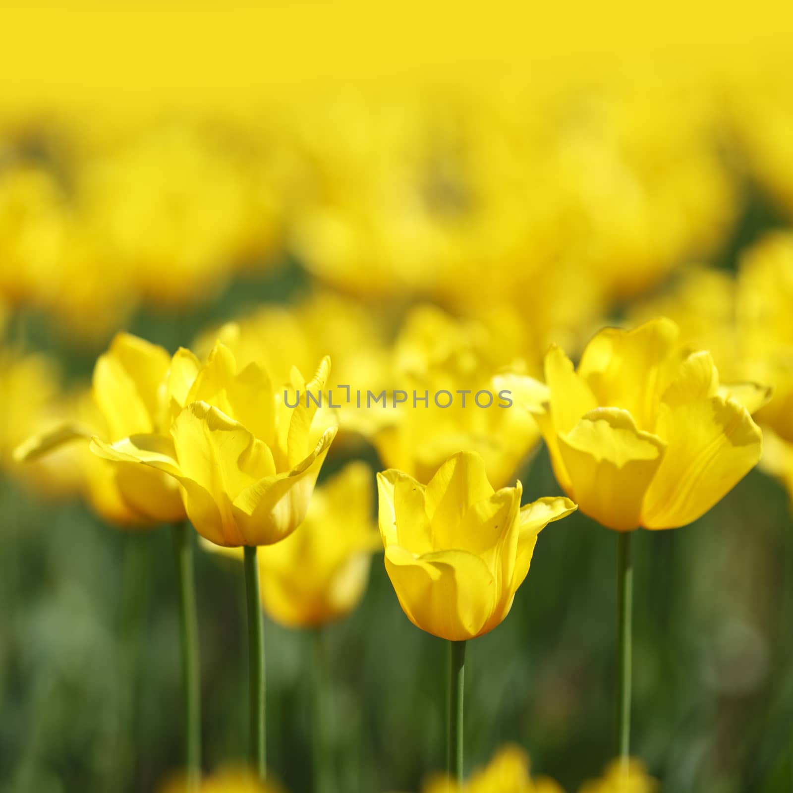 Fresh yellow tulips in garden close-up