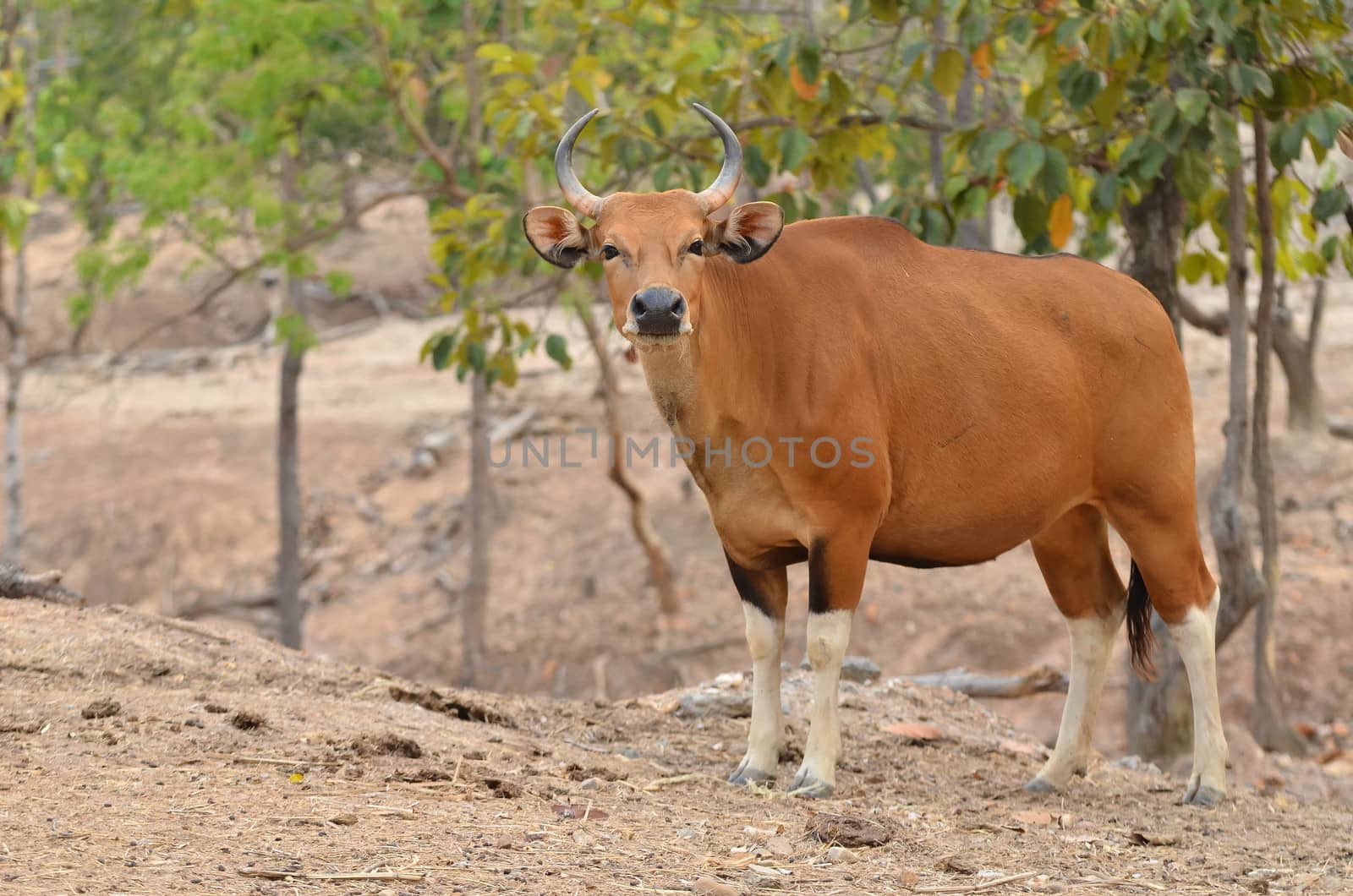 female banteng standing alone in nature