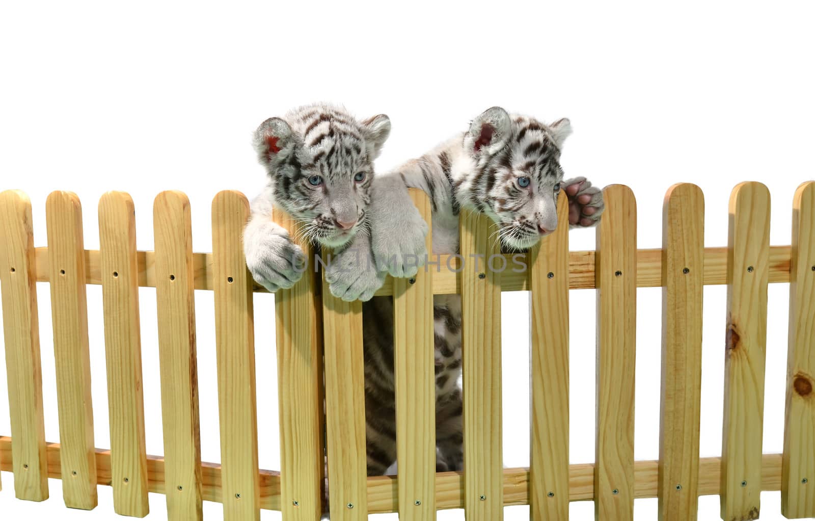 white bengal tiger and wooden fence isolated on white background
