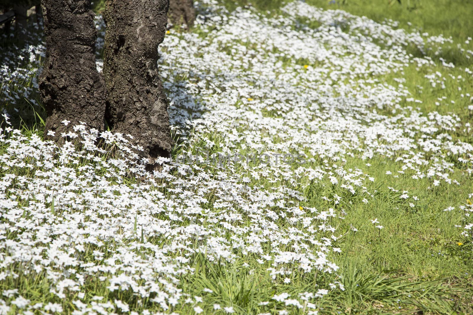 White Flowers in Spring Time