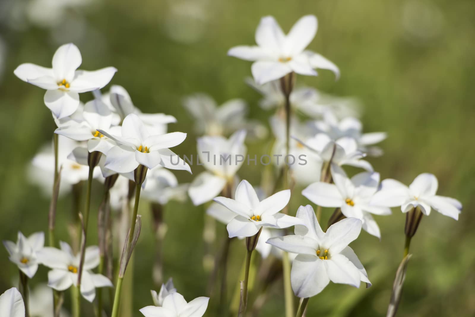 White Flowers by Aduldej