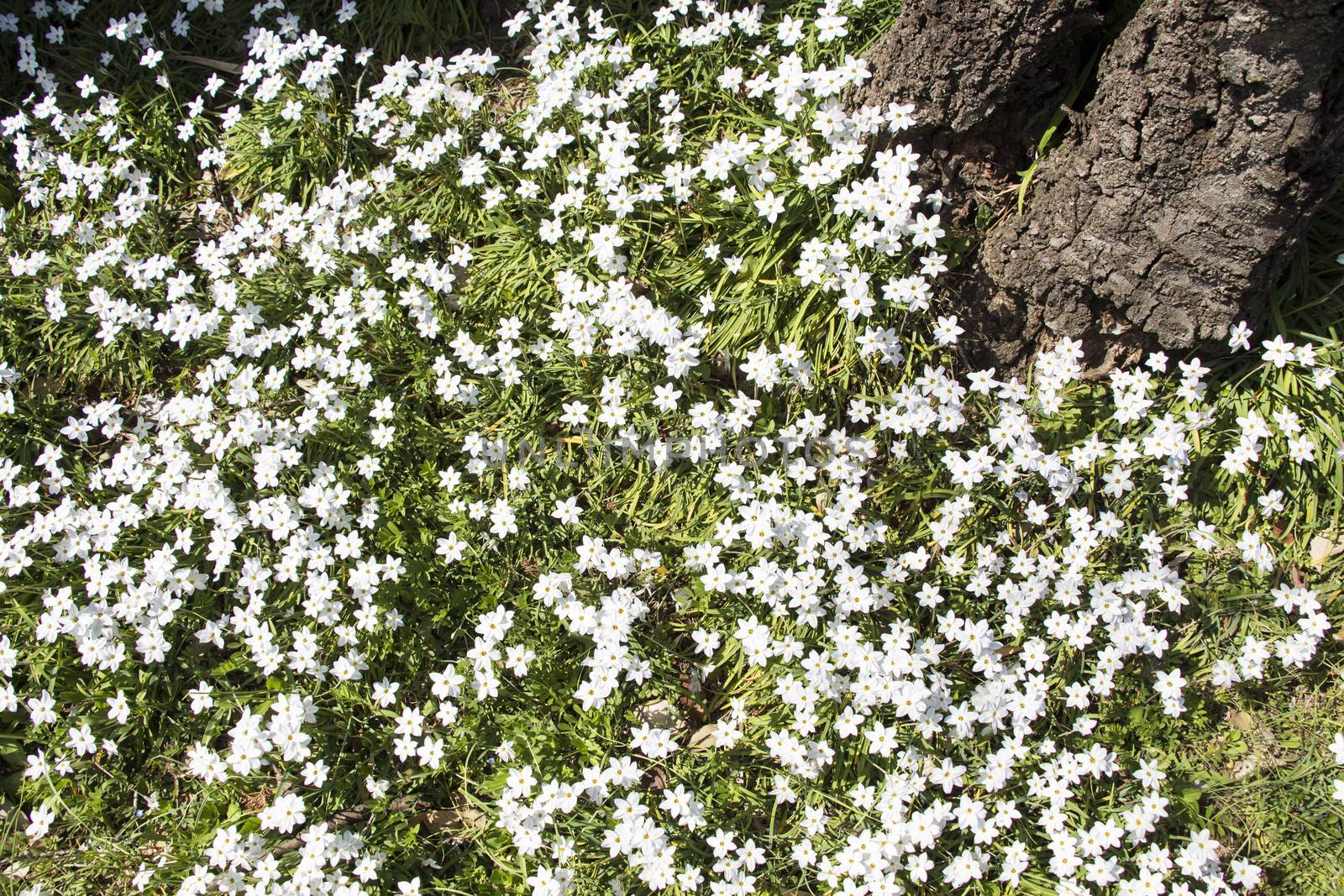 White Flowers by Aduldej