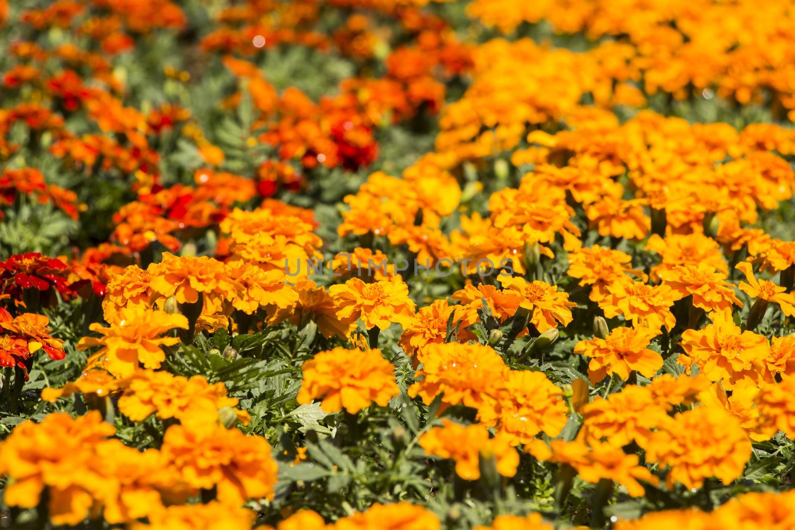 Colorful Flowers in Spring Time