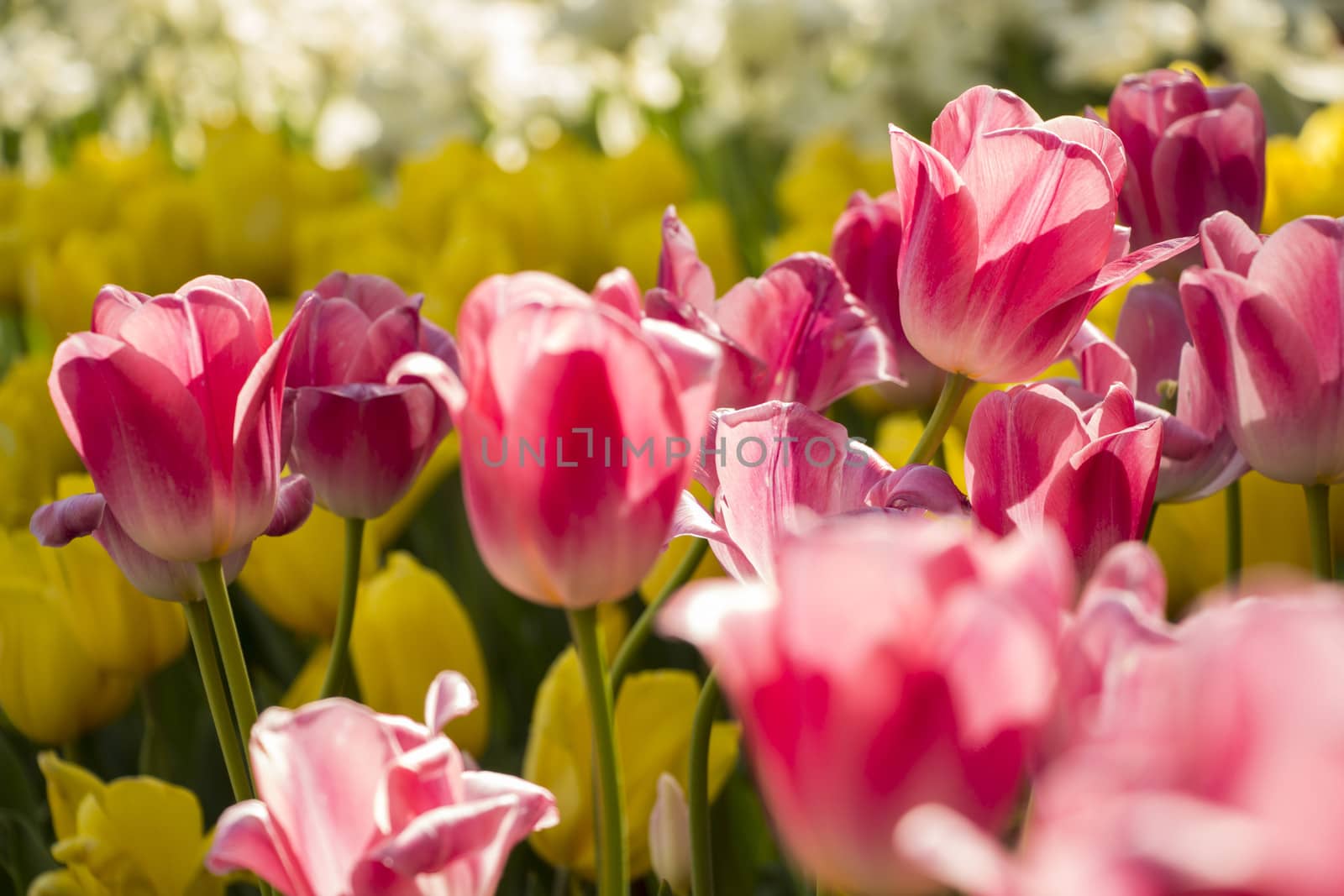 Beautiful tulips field in spring time