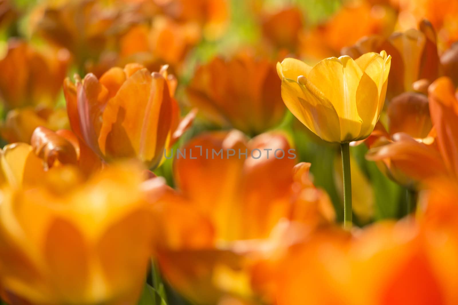 Beautiful tulips field in spring time