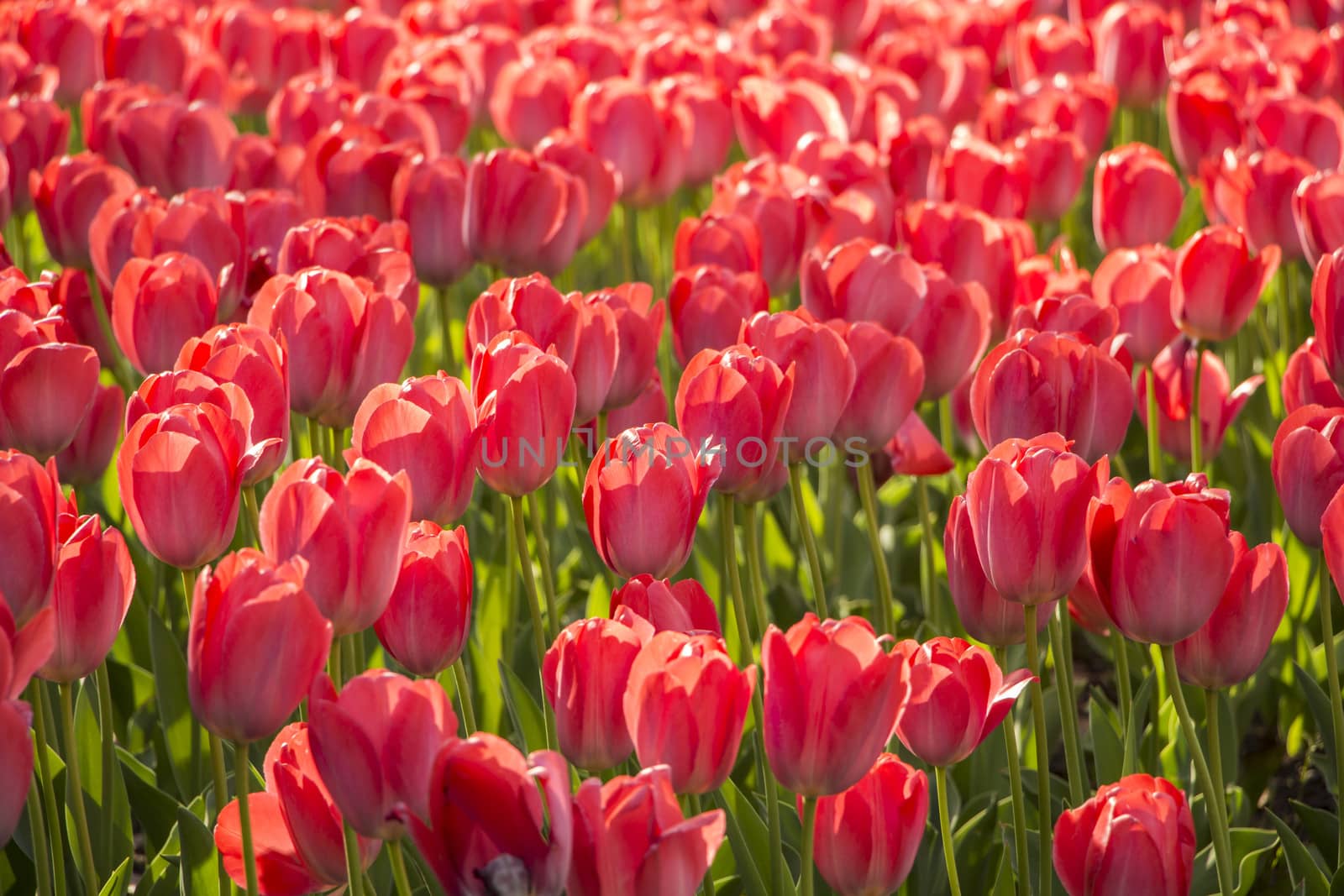 Beautiful tulips field in spring time