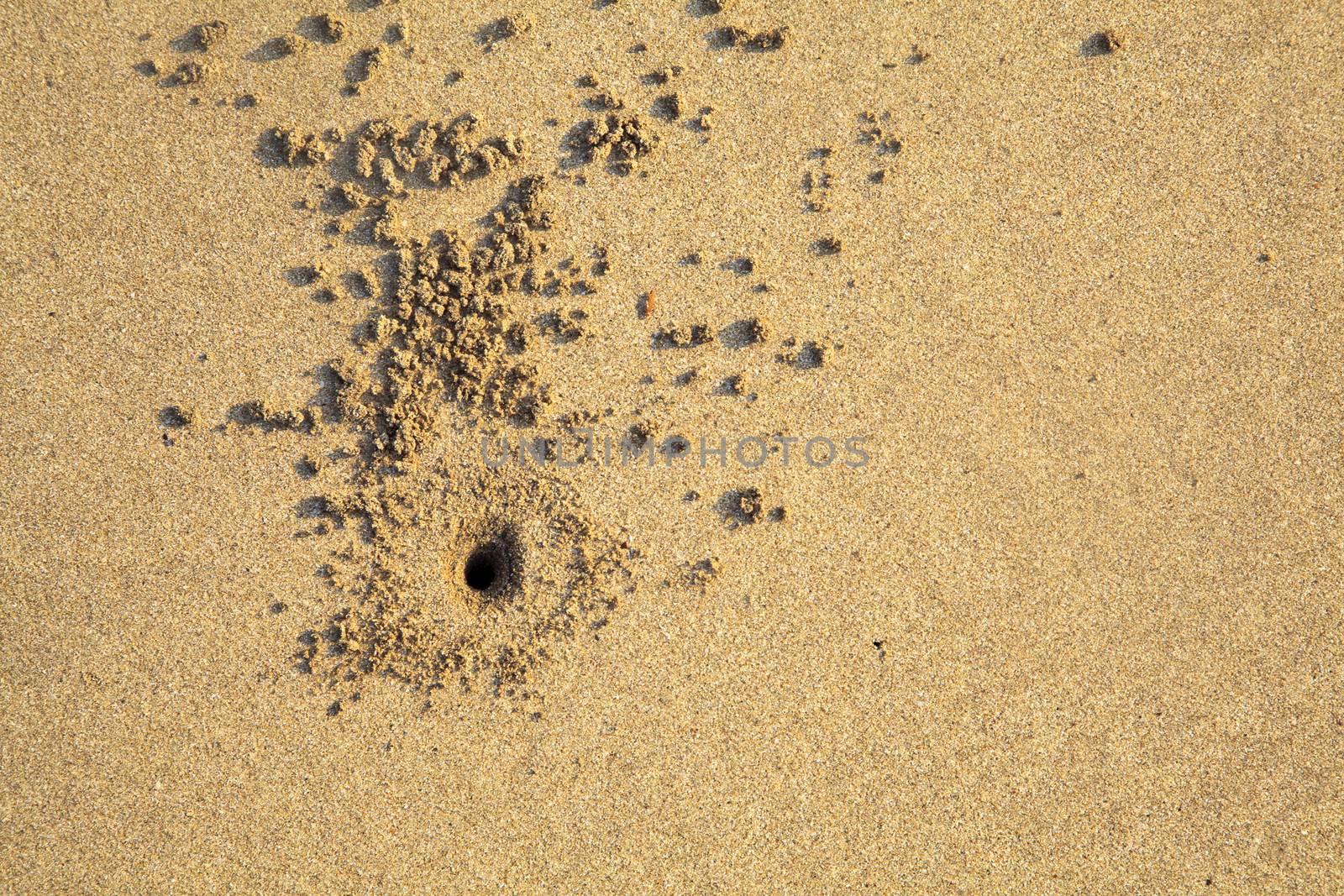 Ghost crab hole on Pondicherry Beach India by arfabita