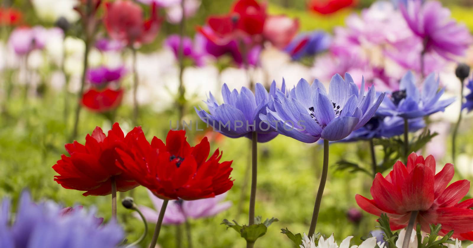 Colorful Flowers in Spring Time