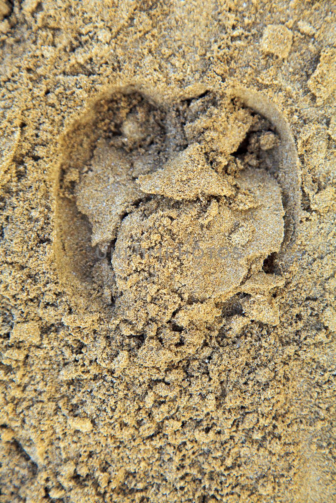 Any orientation image of moist beach sand with the hoof print from a bullock. Shot location was Manori Beach, Bombay India