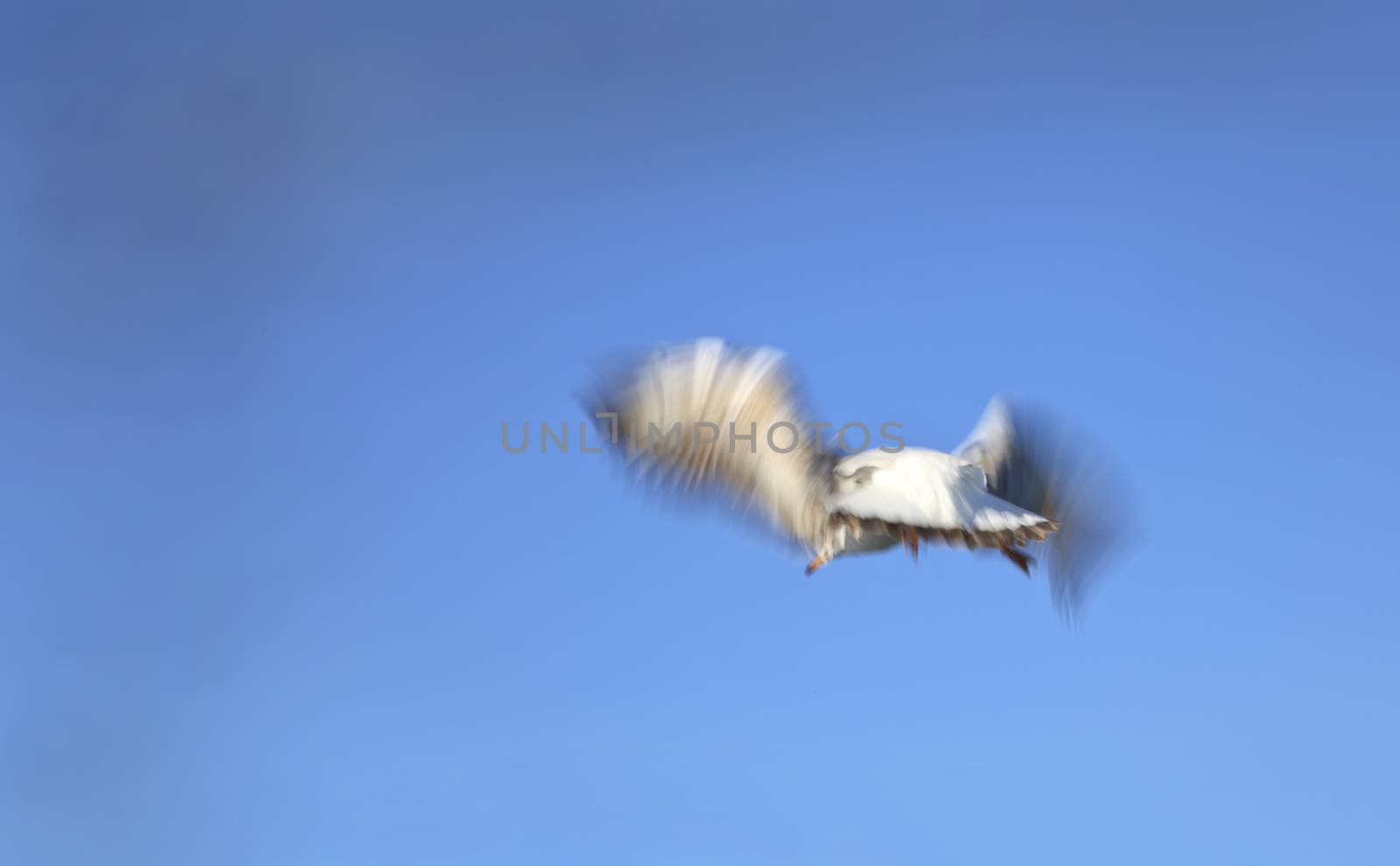 Horizontal color landscape of a clear blue sky and a single bird in full flap flying away. Naturally captured motion blur of the wings on seagull and concept of I am going to fly away and leave this world behind or I am going to fly away. Generic shot location was Dwarka, Gujarat, India