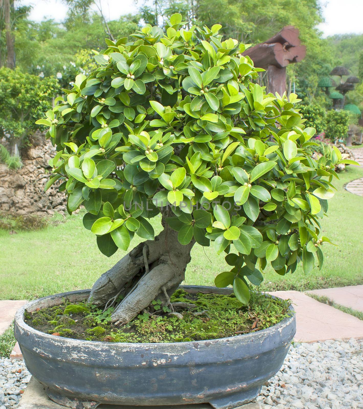 Bonsai trees, small shrubs, greenery in pots.