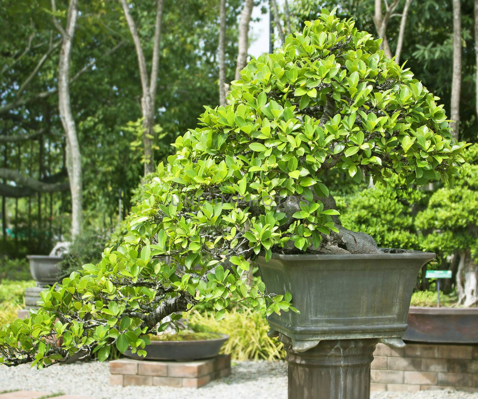 Bonsai trees, small shrubs, greenery in pots.