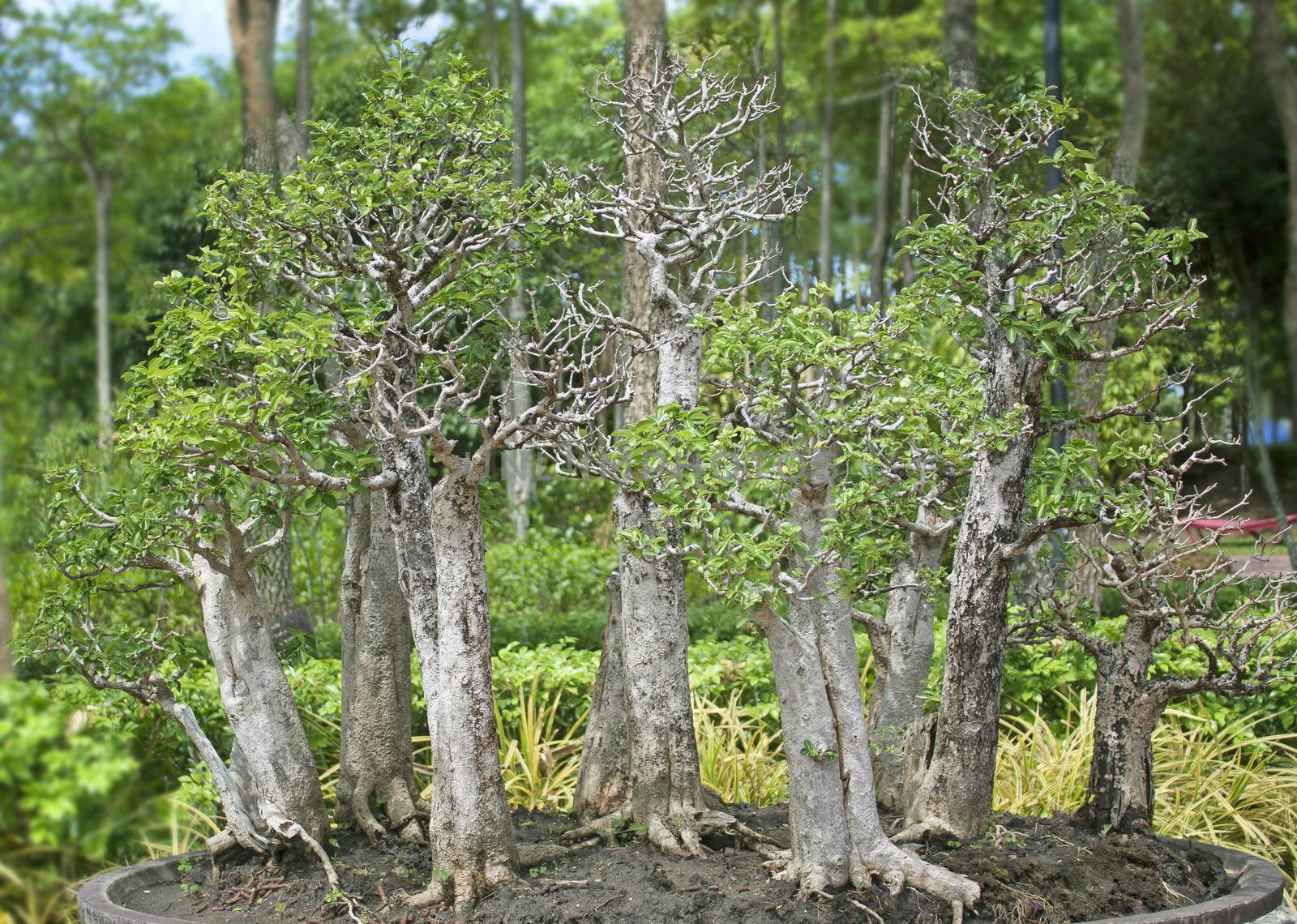 Bonsai trees. by janniwet