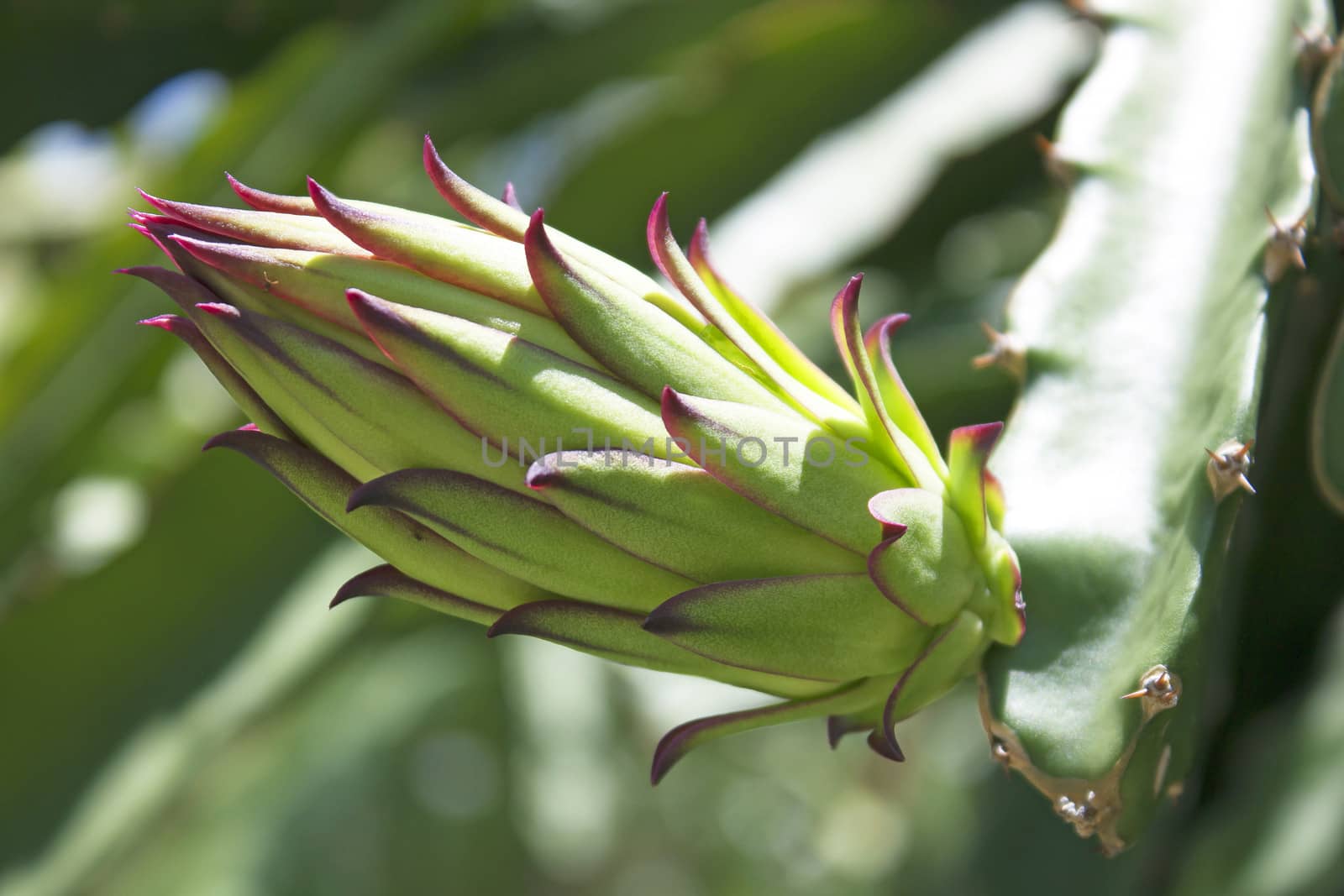 The larvae of dragon fruit crop stage.