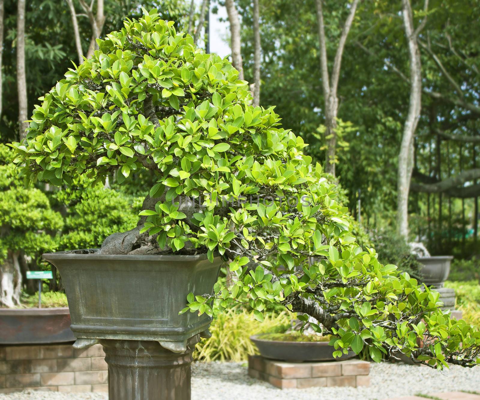 Bonsai trees, small shrubs, greenery in pots.