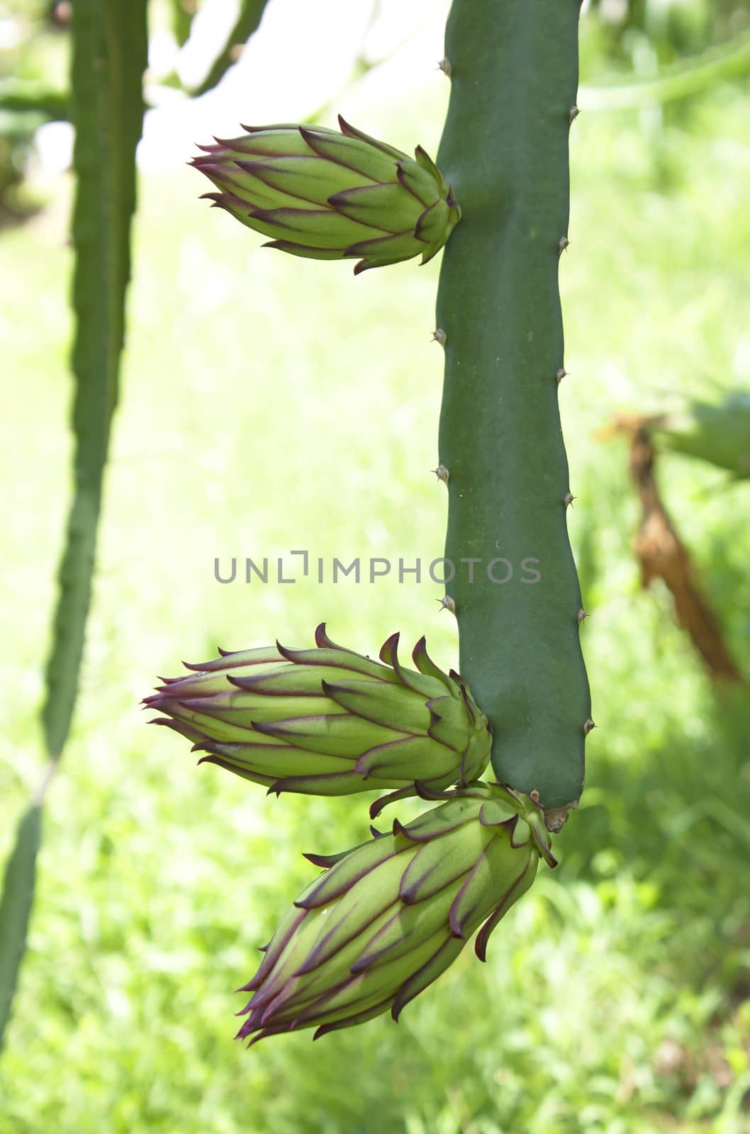 The larvae of dragon fruit crop stage.