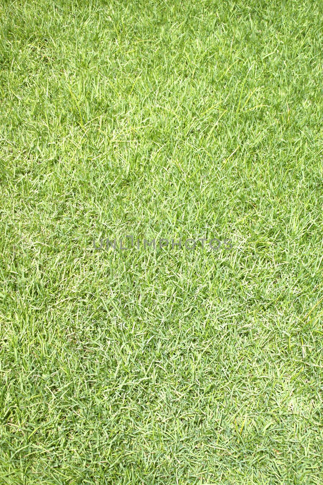grass by janniwet