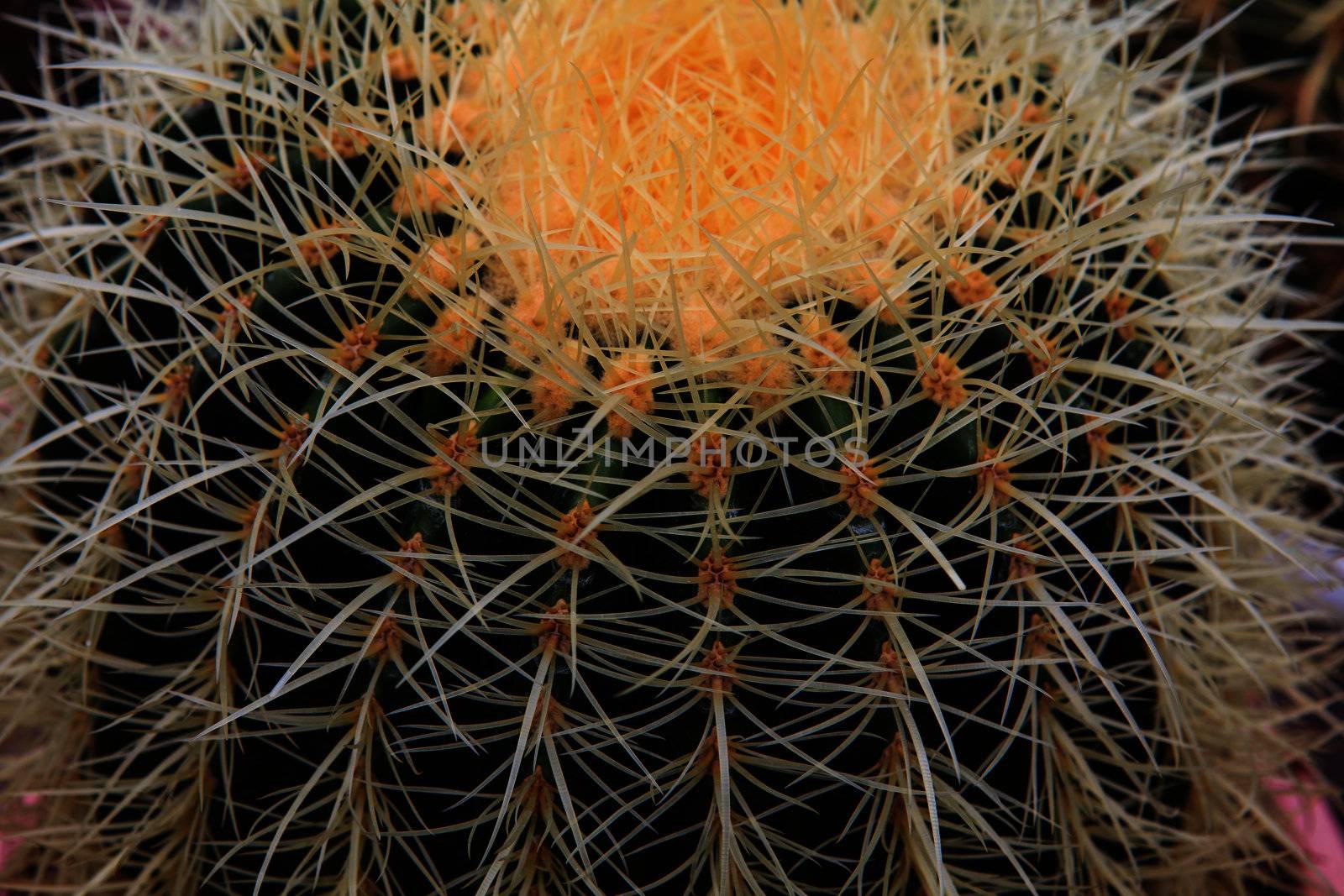 Cactus, extreme closeup at Cameron highlands, Malaysia