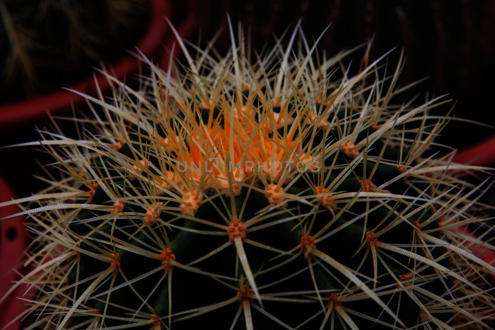 Cactus, extreme closeup at Cameron highlands, Malaysia