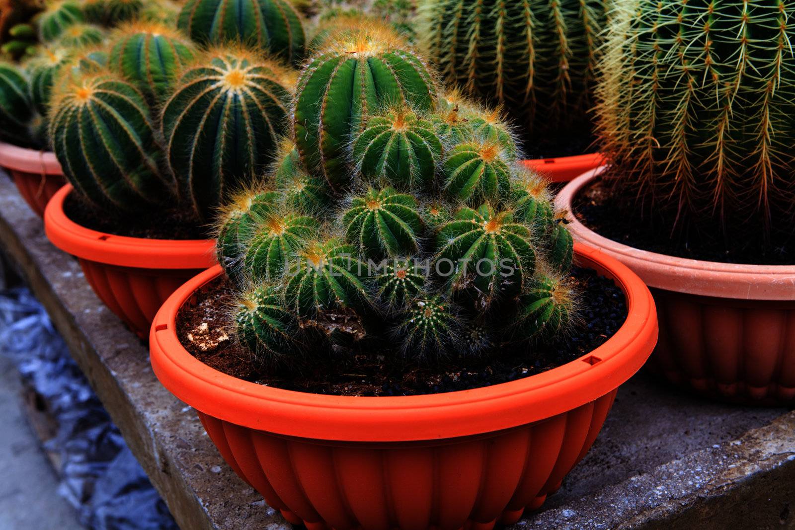 Cactus, extreme closeup  by thanomphong