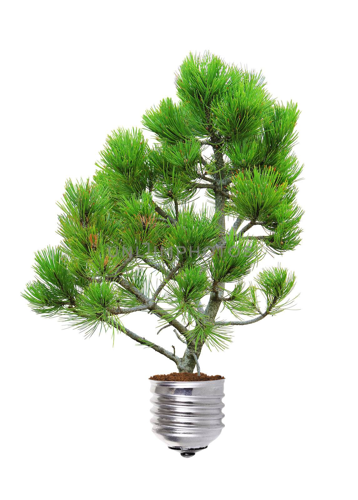 pine growing from the base of the light bulb isolated over white
