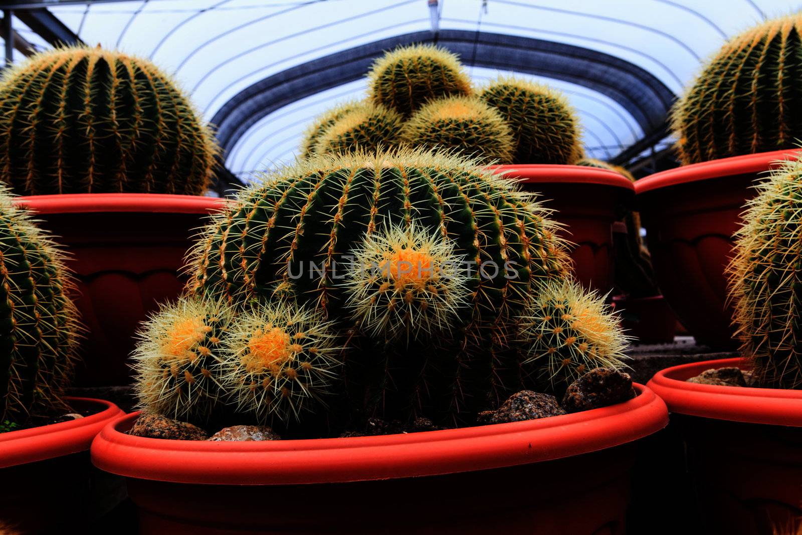 Cactus, extreme closeup  by thanomphong