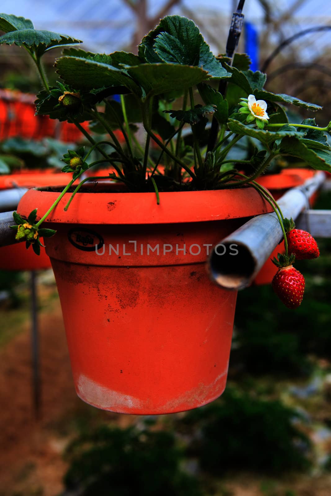 Strawberries in a strawberry farm  by thanomphong