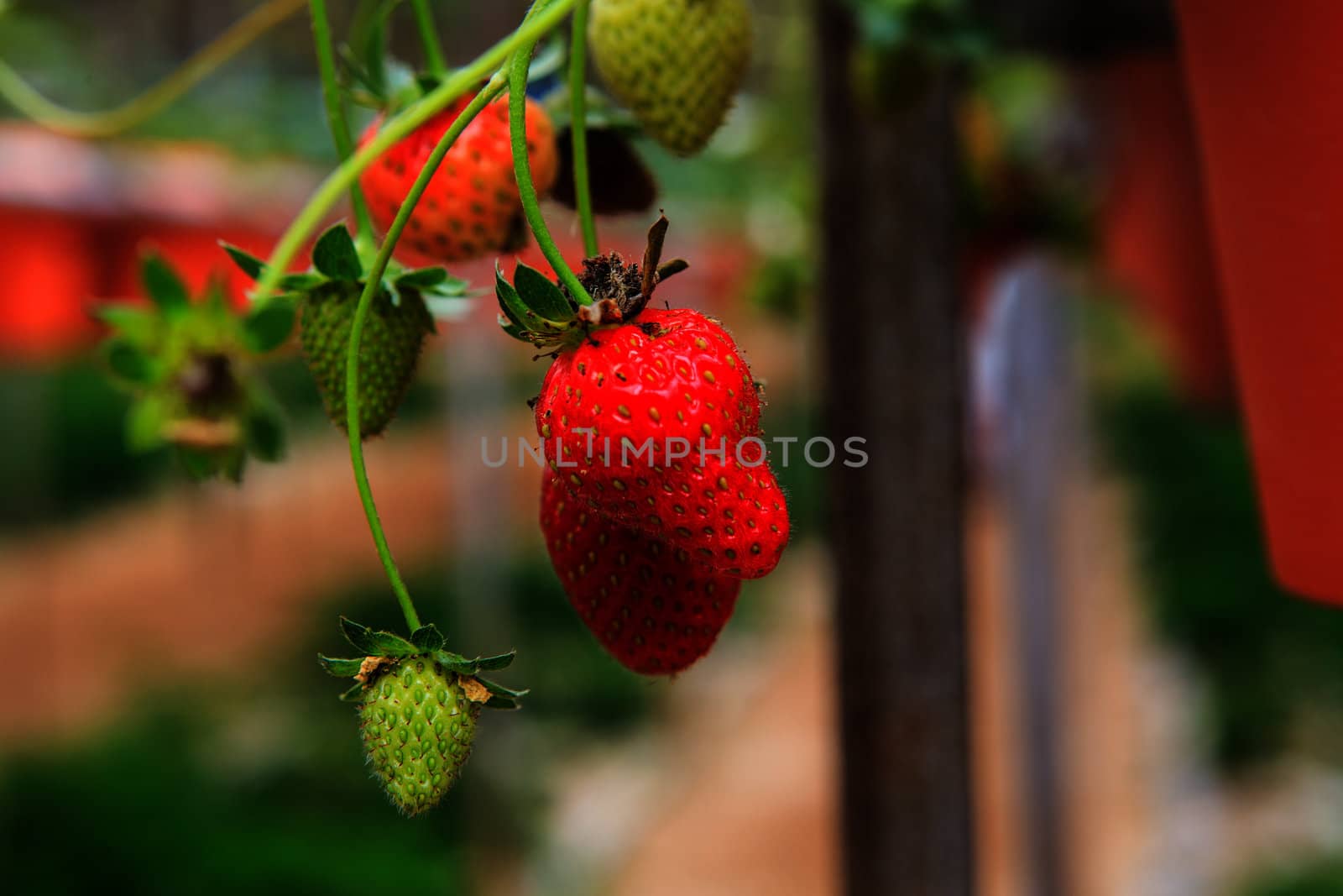Strawberries in a strawberry farm  by thanomphong