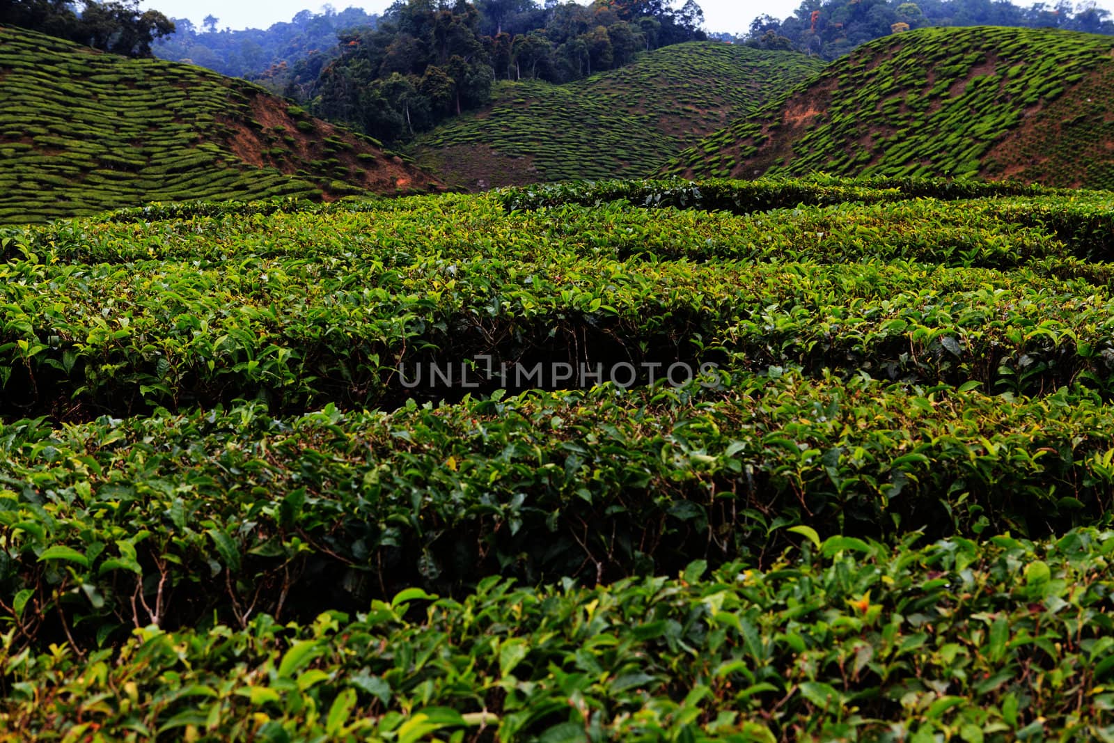Tea plantation by thanomphong