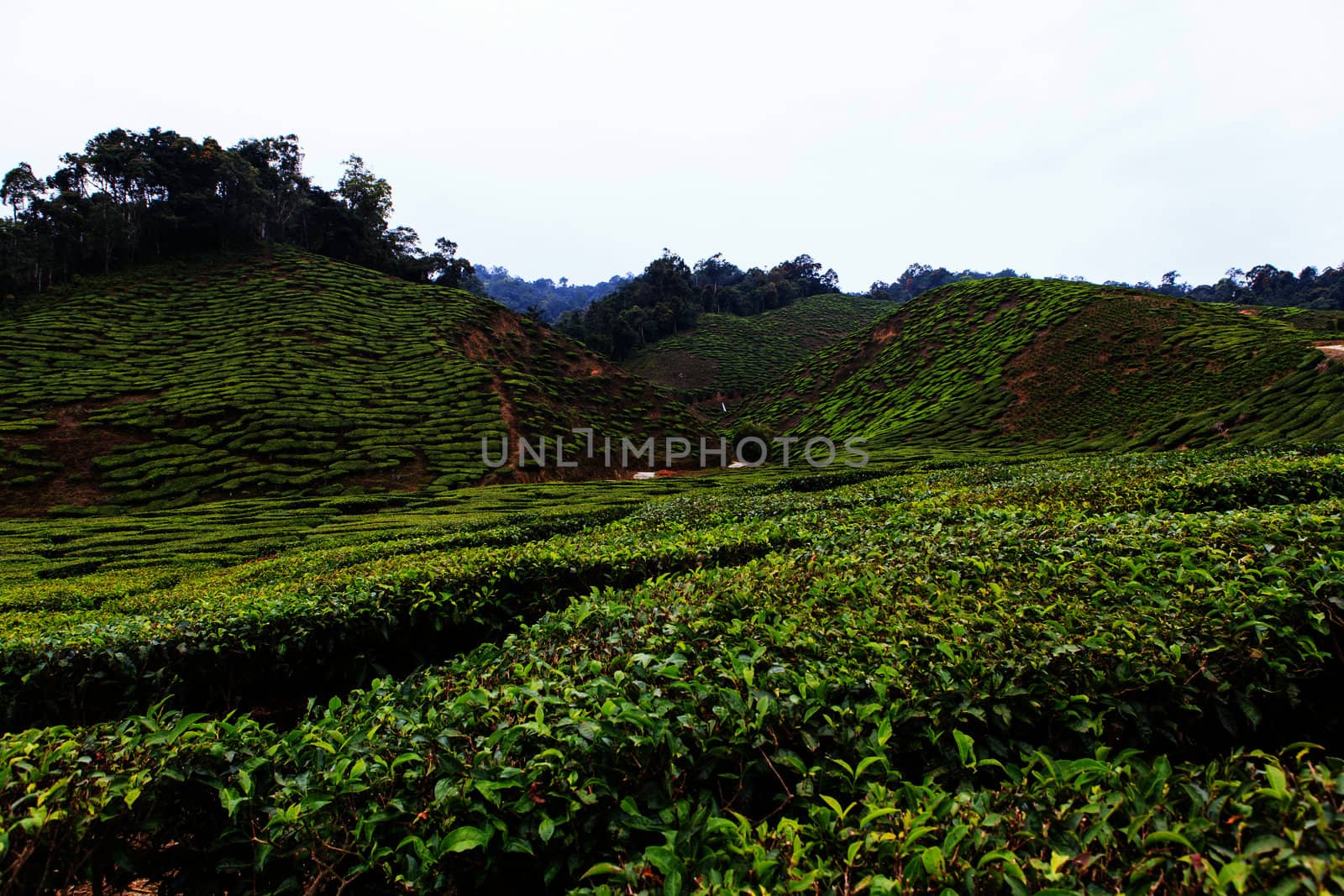 Tea plantation by thanomphong