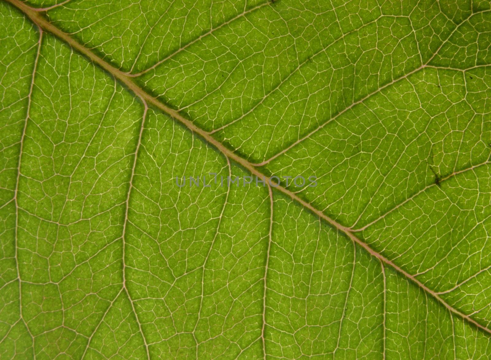 pattern green leaf by Ahojdoma