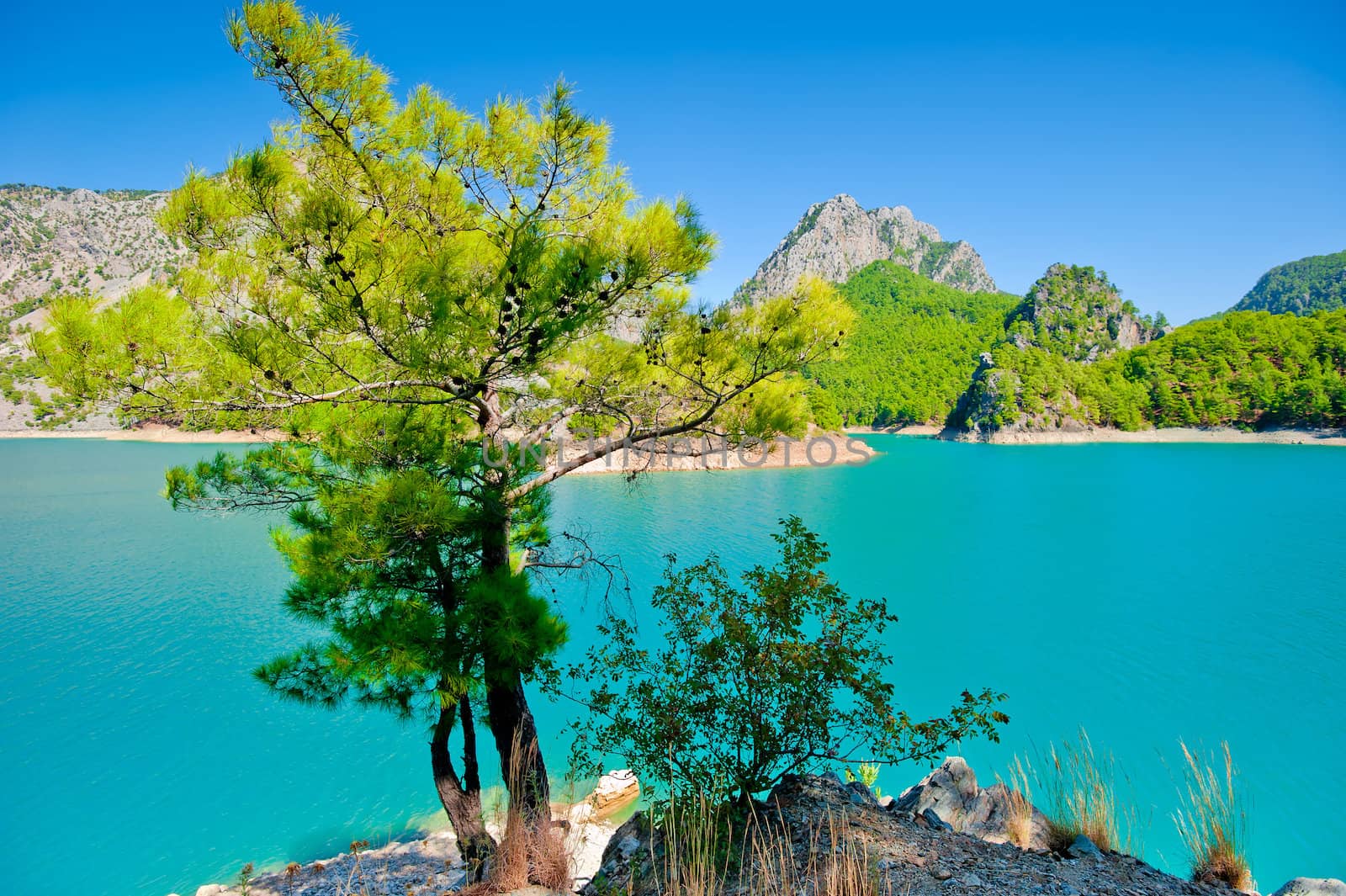 Small green tree against the azure waters of a mountain lake