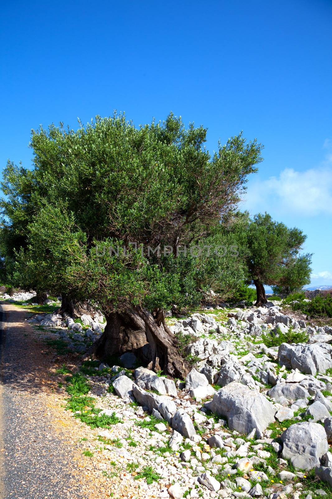 olive trees in dalmatia, Croatia. by motorolka