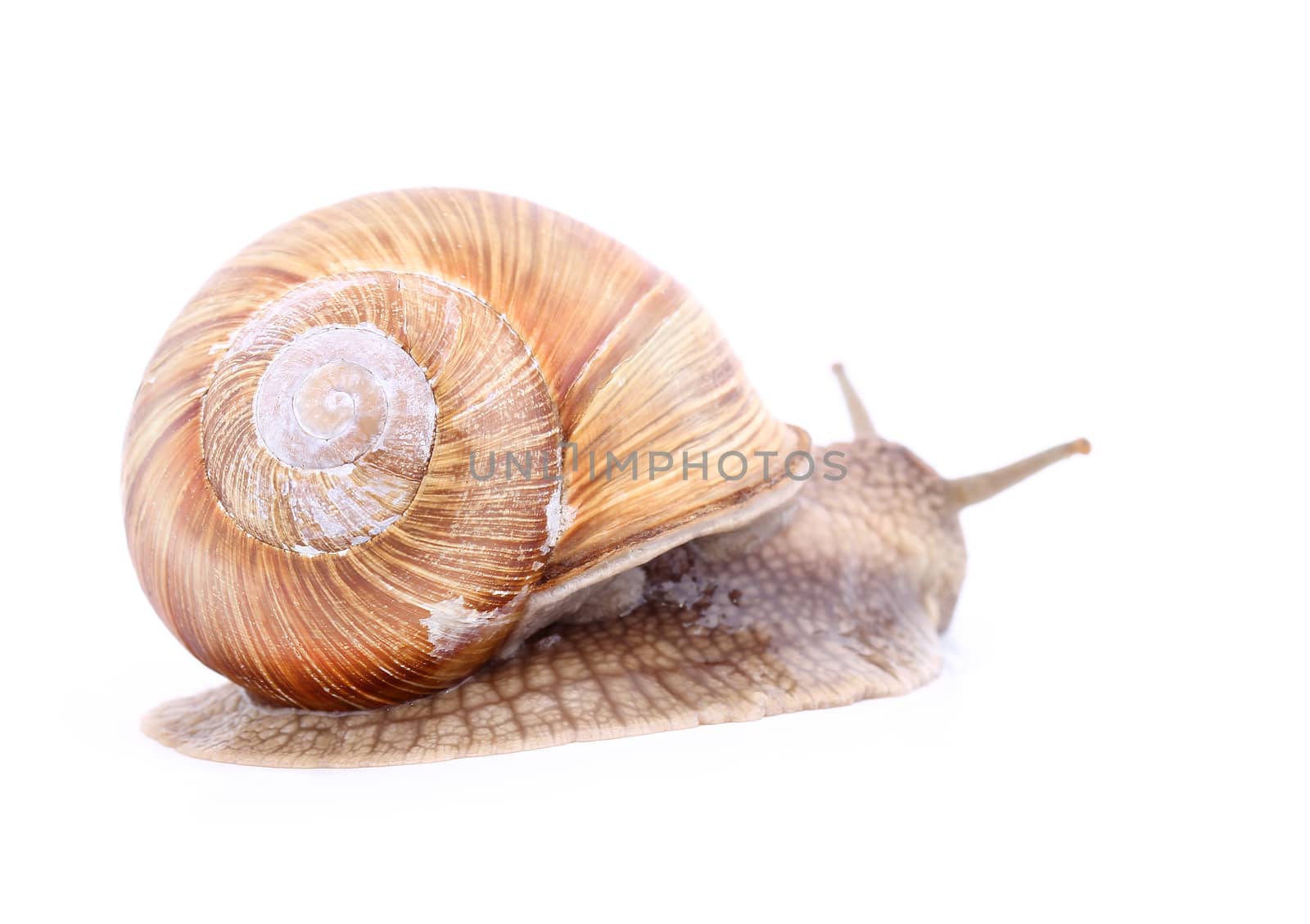 Burgundy snail (Helix  Pomatia) isolated over white