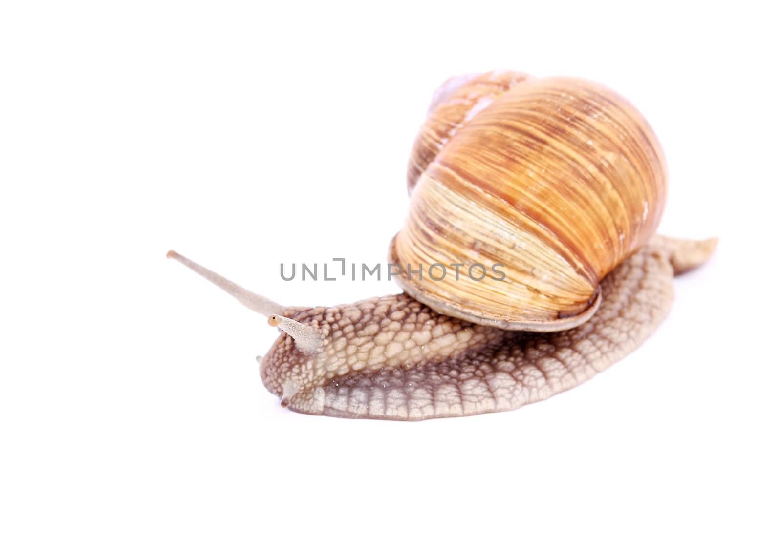Burgundy snail (Helix  Pomatia) isolated over white