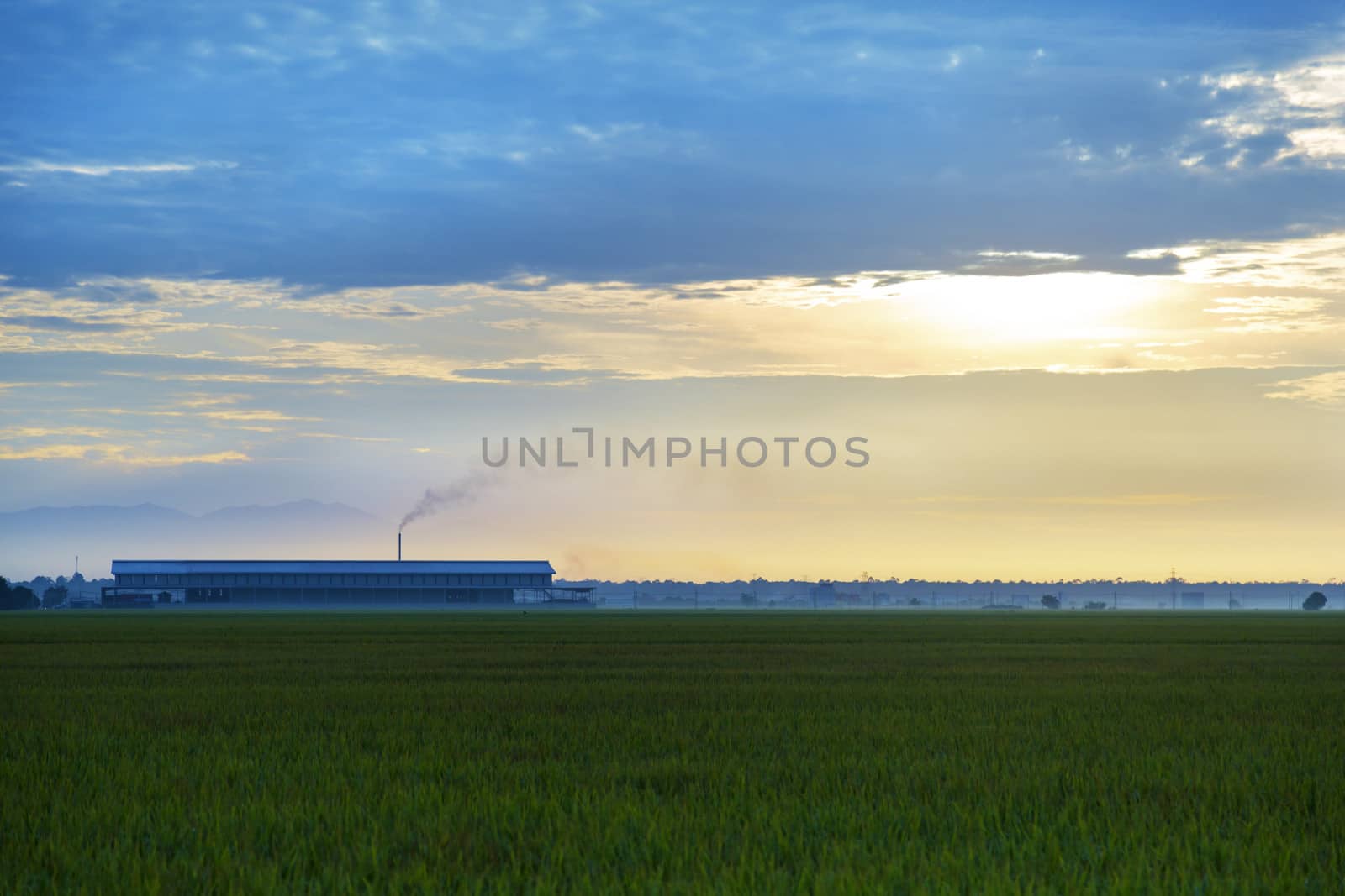 A long short of a rice processing factory during sunrise at Sekinchan, Malaysia. 