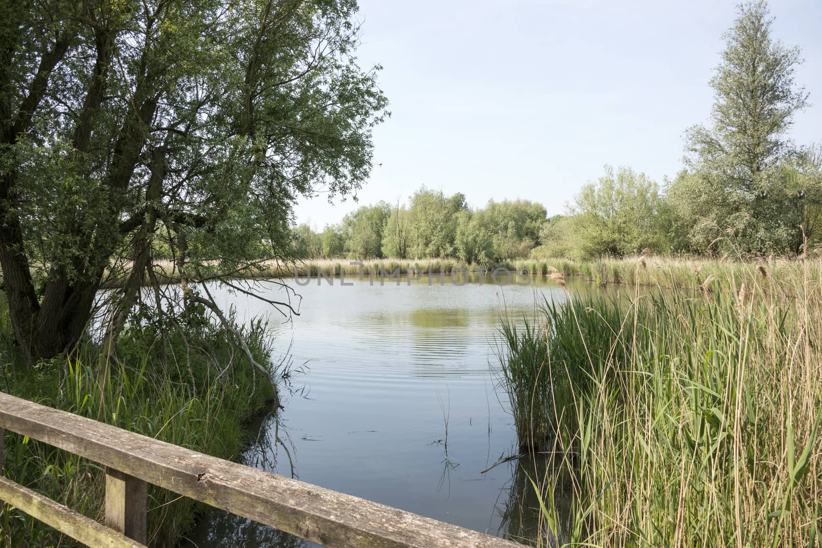 nature park the oostvaardersplassen in holland by compuinfoto