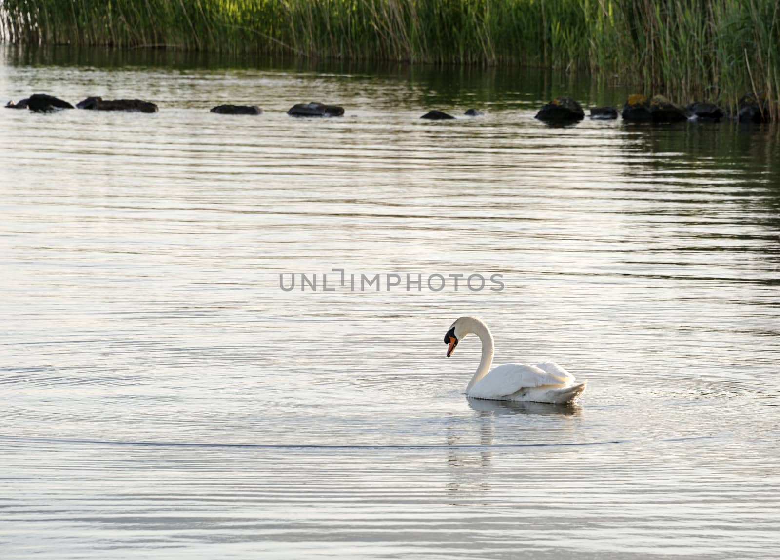 swimming swan by compuinfoto