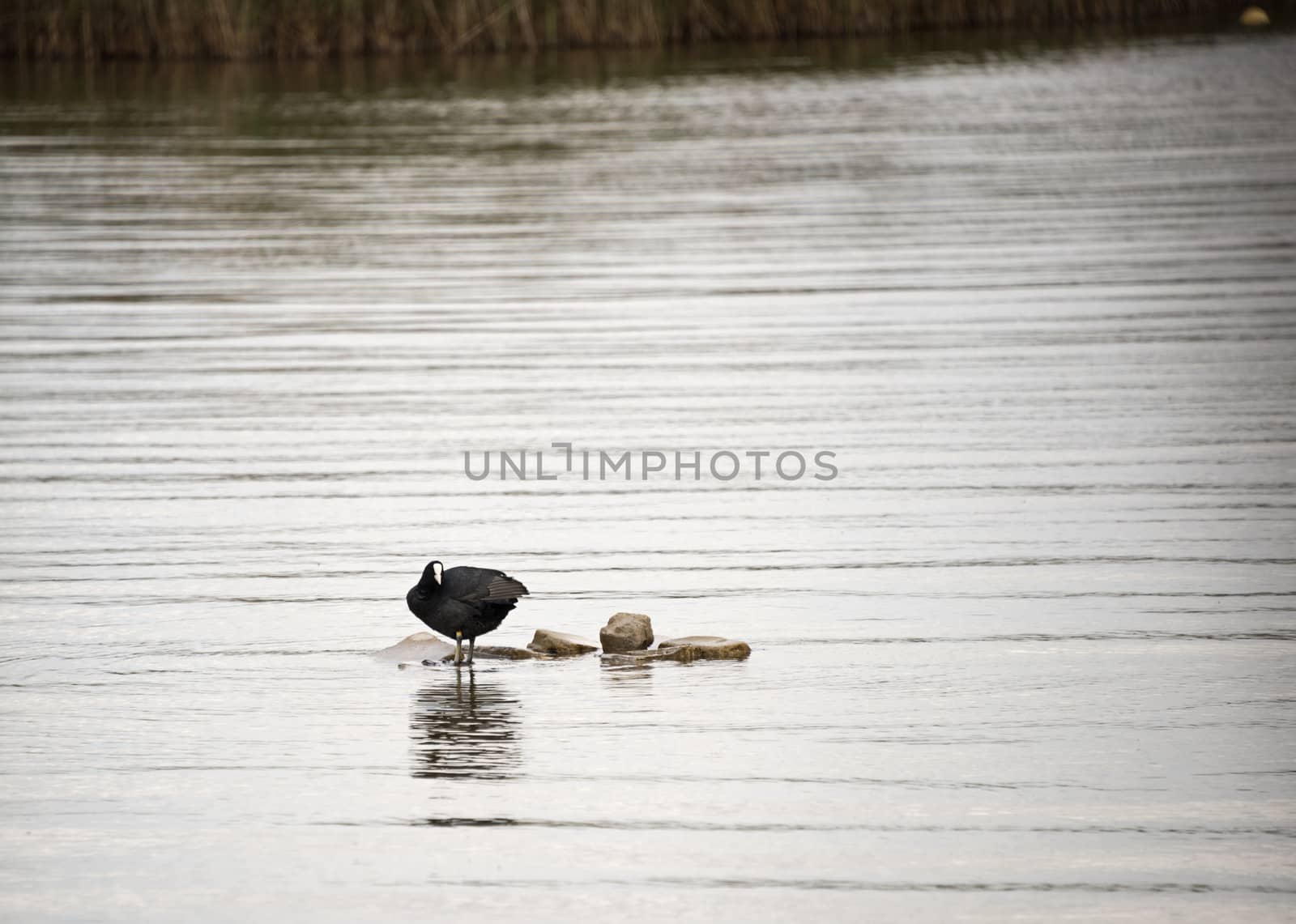 moorhen standing on rocks in the water