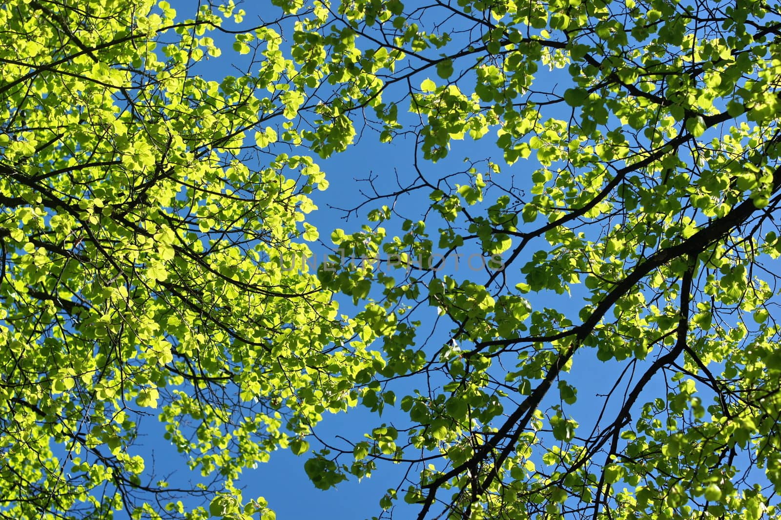 Fresh leaves in blue sky