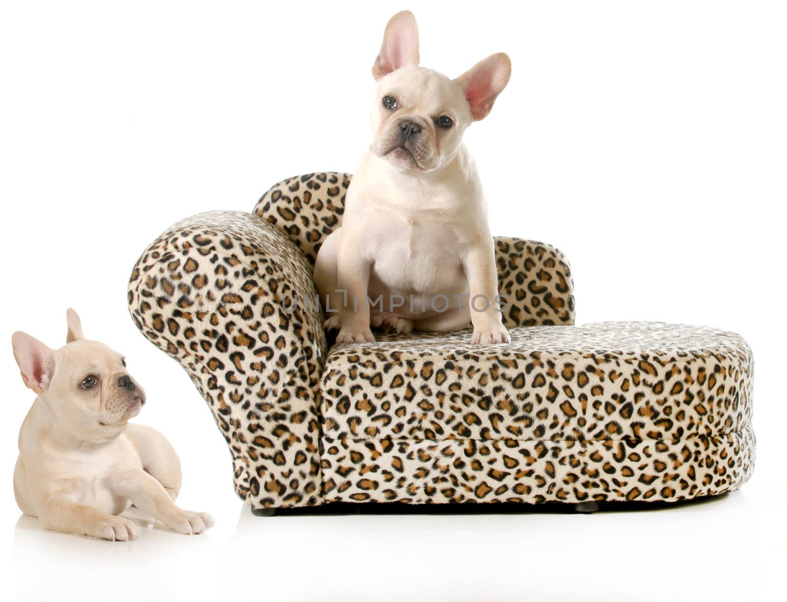 french bulldogs isolated on white background - male and female