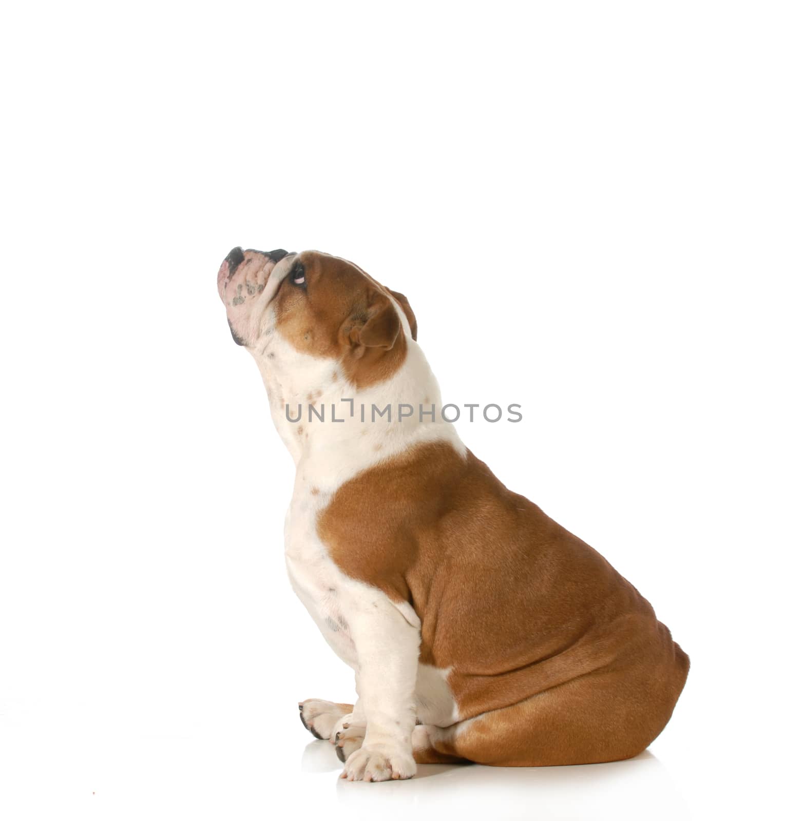 dog looking up - english bulldog sitting side profile looking upwards isolated on white background