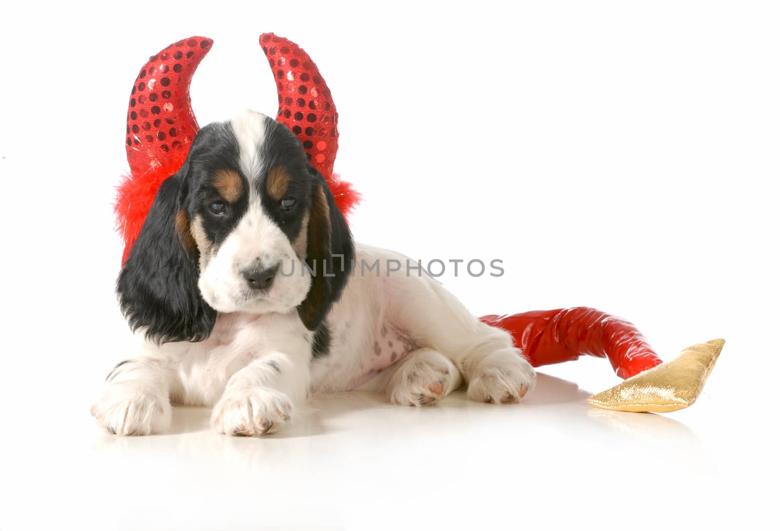 naughty puppy - english cocker spaniel puppy dressed up like a devil 