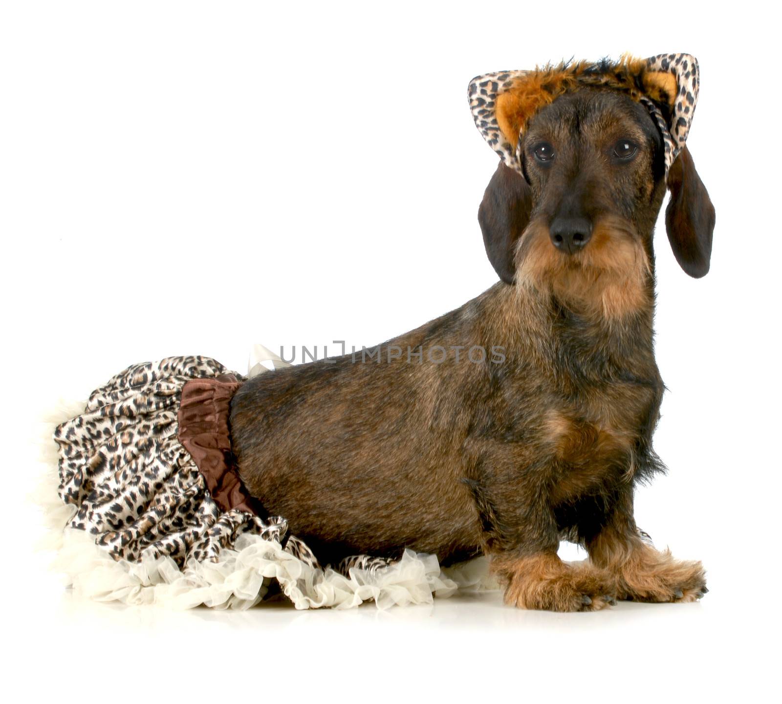 dog wearing cat costume - wirehaired dachshund isolated on white background