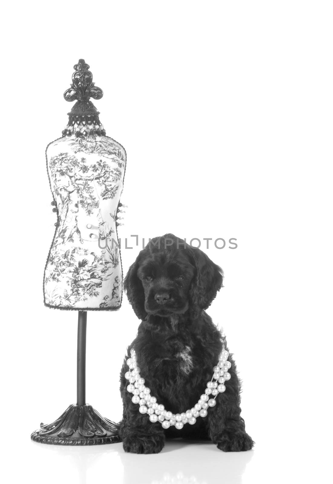 cute puppy - american cocker spaniel puppy female sitting beside dressmakers mannequin isolated on white background - 7 weeks old
