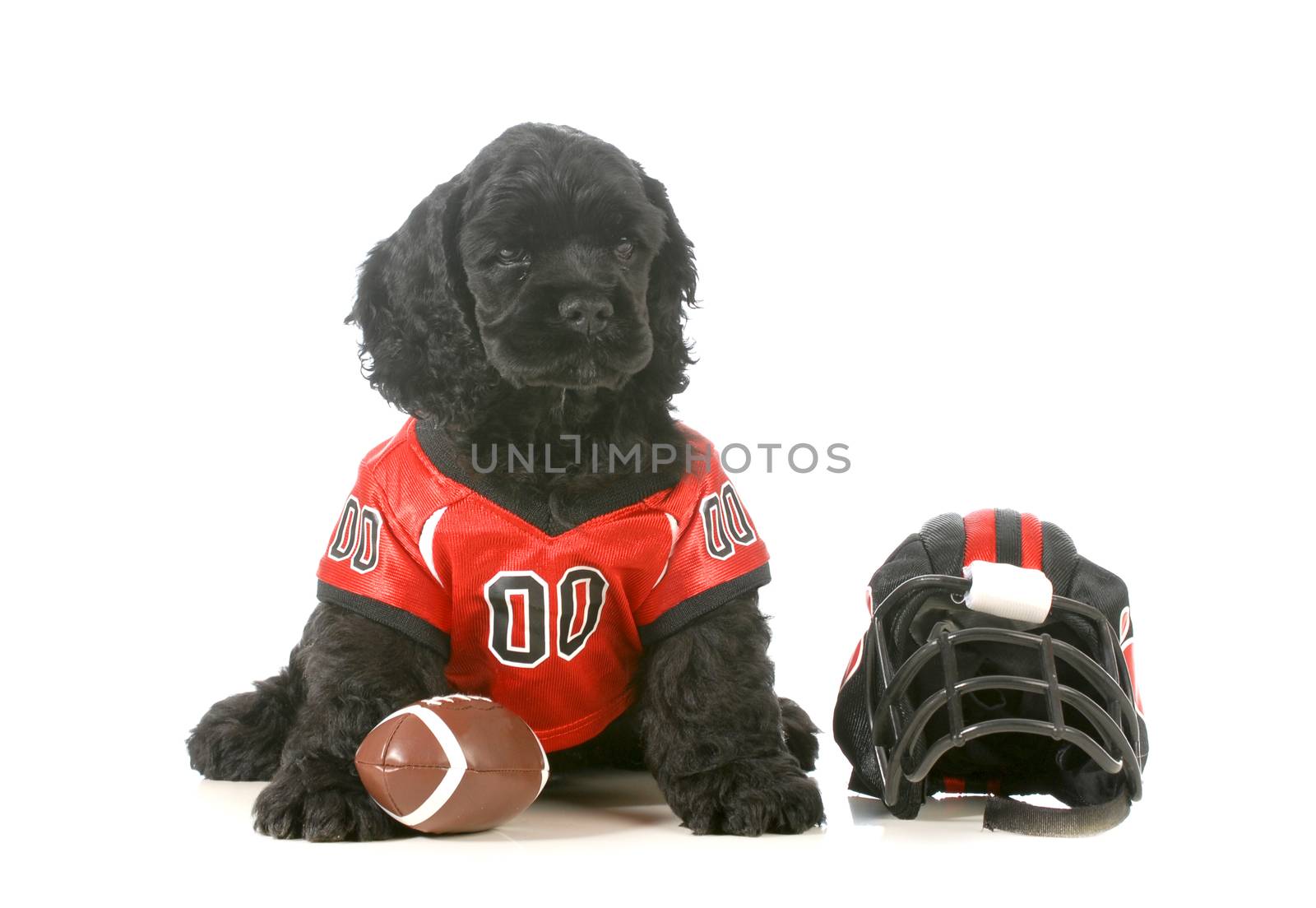 sports hound - american cocker spaniel puppy wearing football uniform isolated on white background