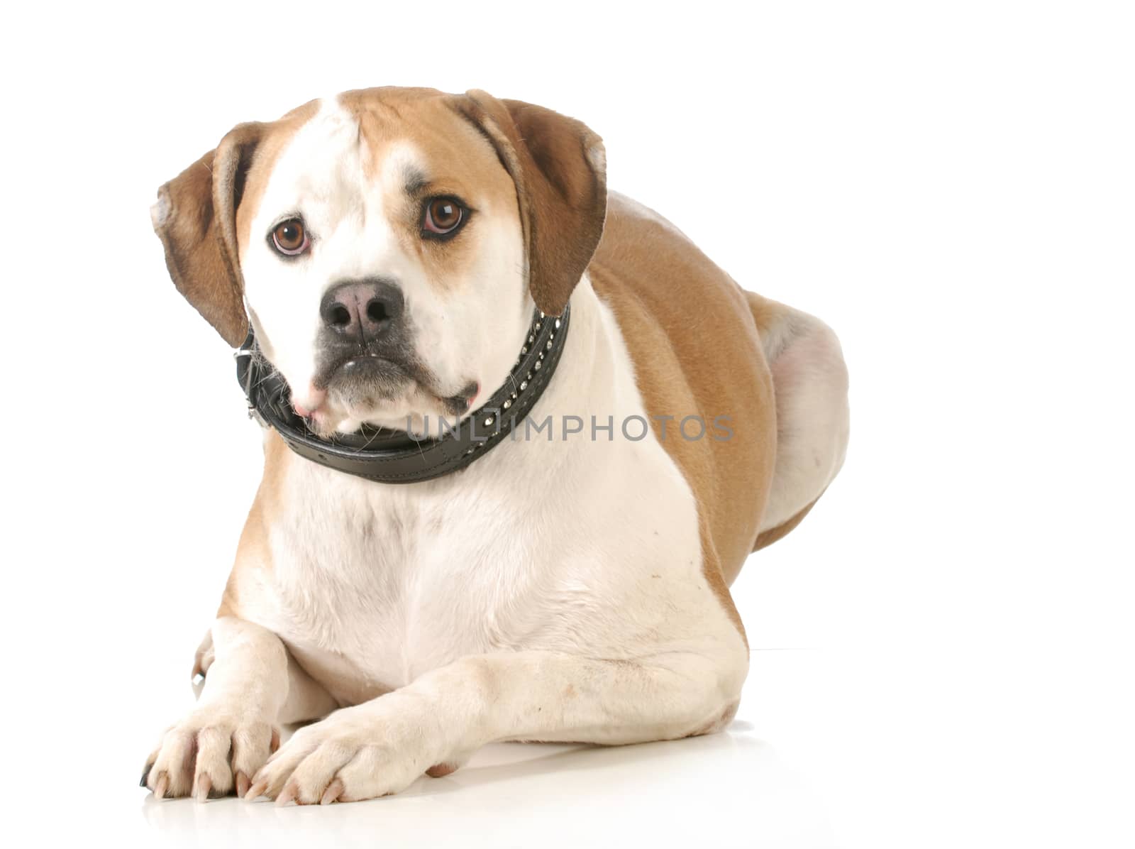 american bulldog laying down looking at viewer isolated on white background