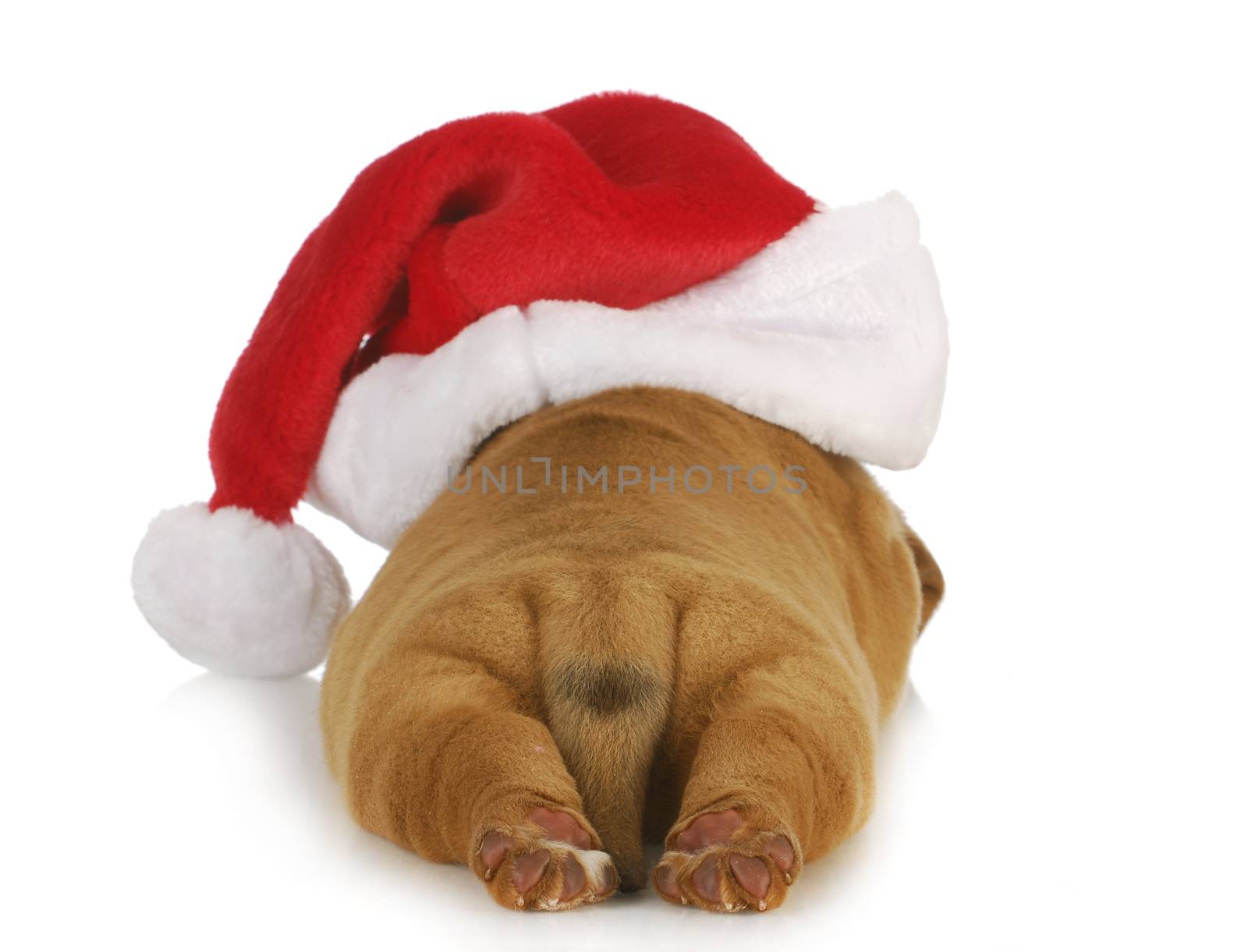 santa puppy - dogue de bordeaux puppy wearing santa hat - 4 weeks old