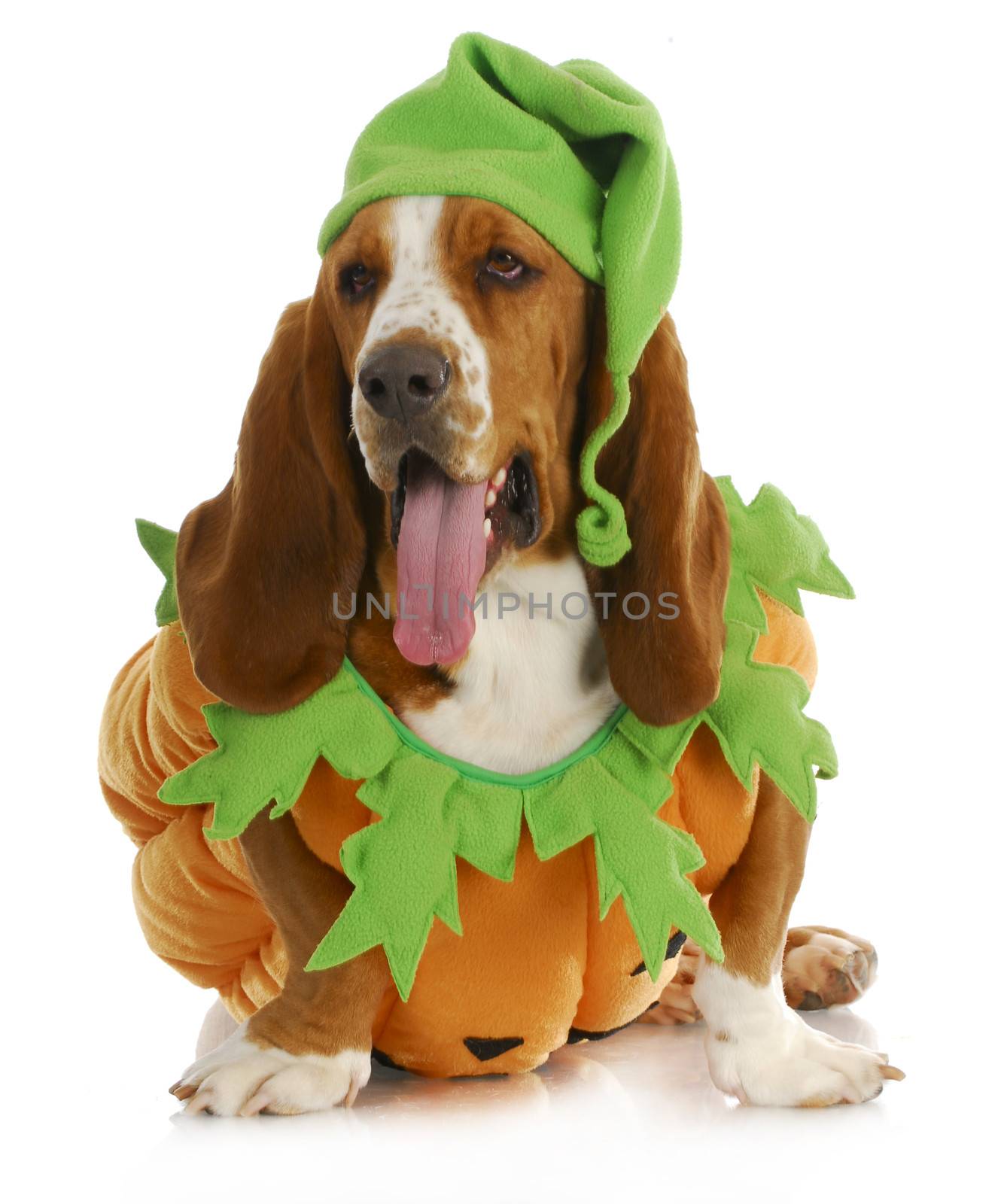 halloween dog - basset hound pumpkin with tongue hanging out isolated on white background