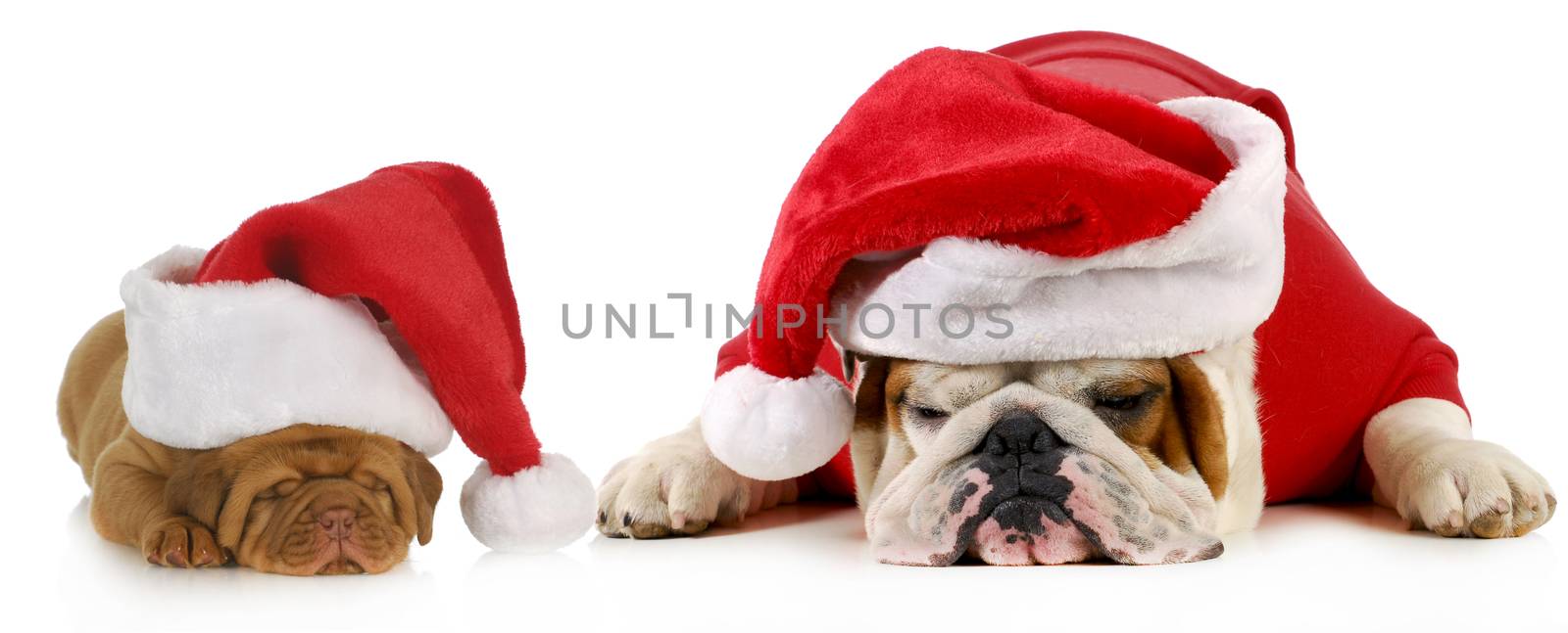 dog santa by willeecole123